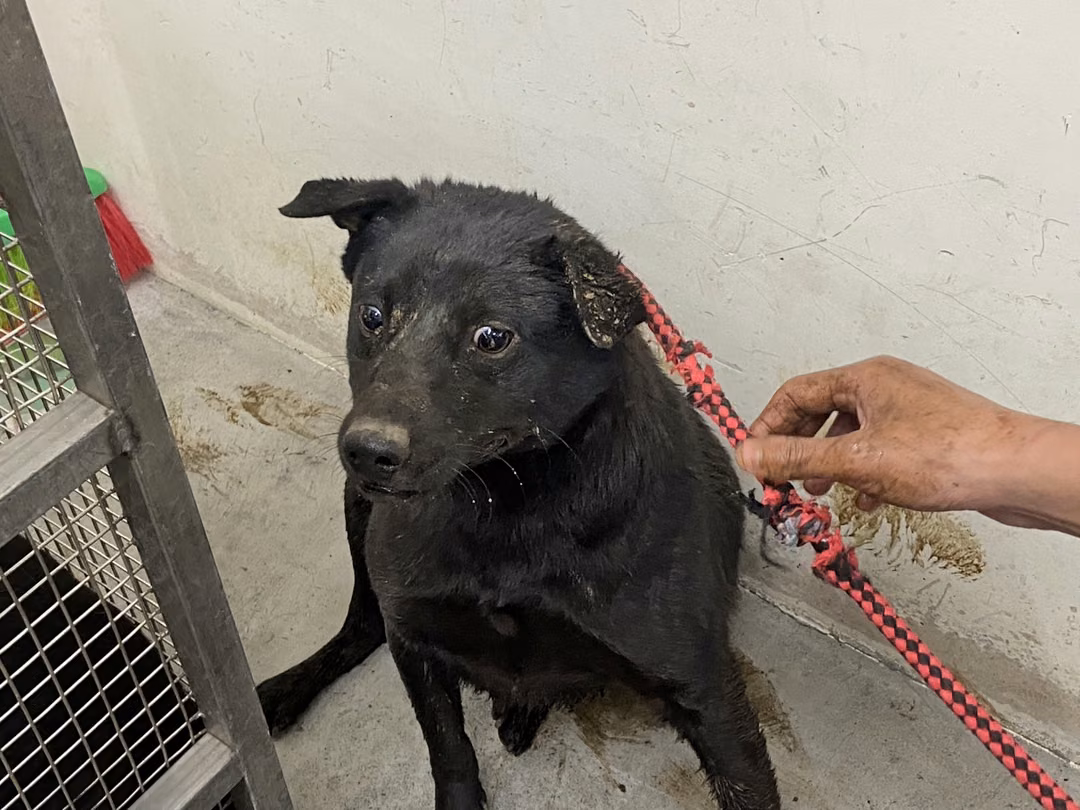 Black young male mixed-breed dog, Medium, shelter no. …0602