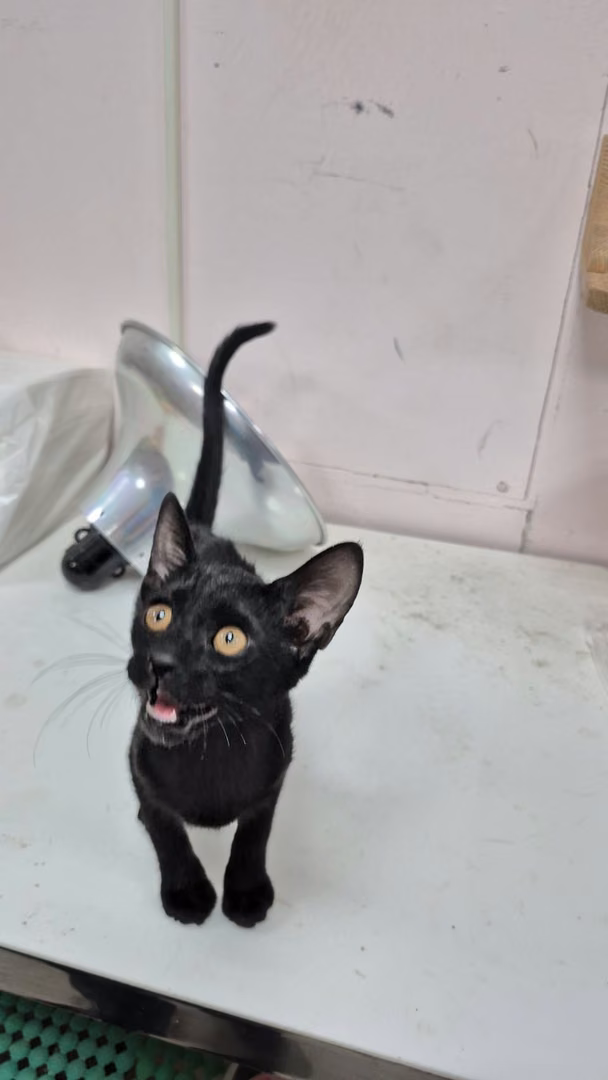 Black young female mixed-breed cat, Small, shelter no. …7002