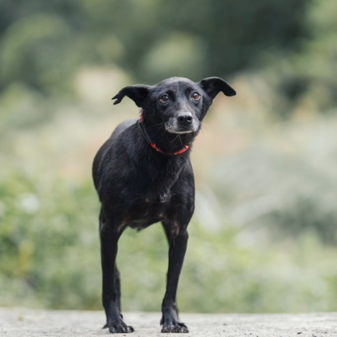 Black adult female mixed-breed dog, Small, shelter no. …1002