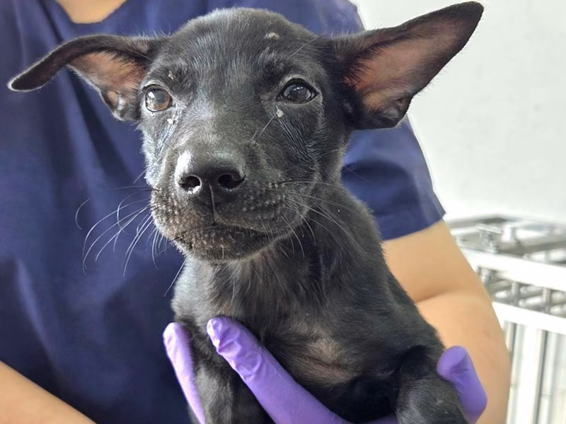 Black young female mixed-breed dog, Medium, shelter no. …1006