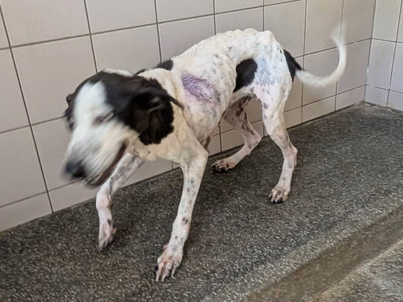 Patched adult female mixed-breed dog, Large, shelter no. …1008