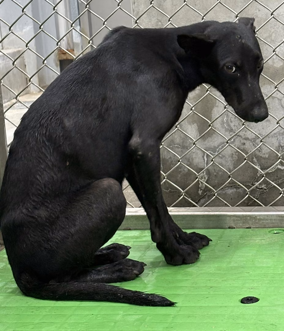 Black adult female mixed-breed dog, Medium, shelter no. …4001