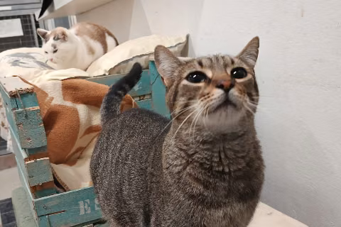 Delicious, Adult · Male · European Shorthair