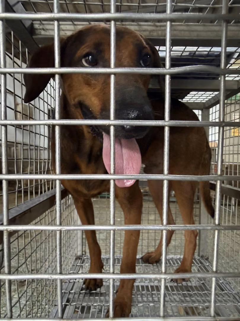 Tan adult male mixed-breed dog, Medium, shelter no. …7-09
