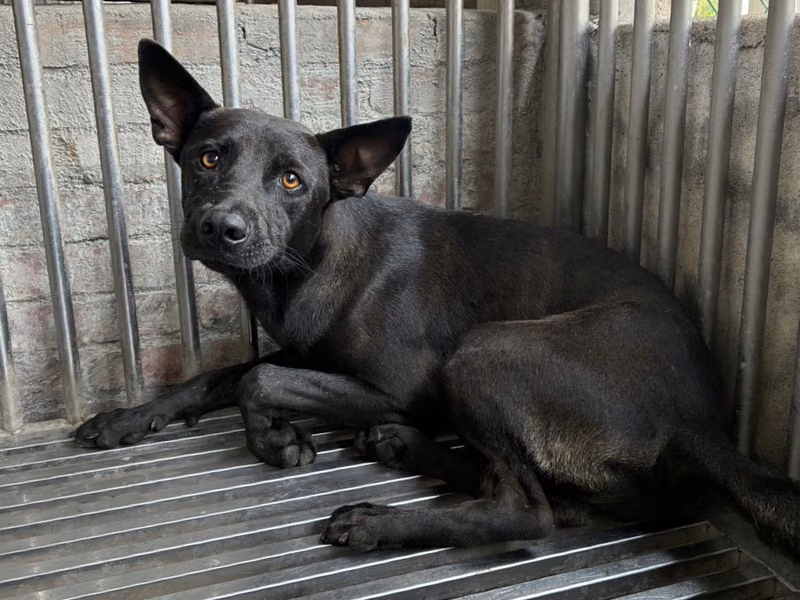 Black adult male mixed-breed dog, Medium, shelter no. …5001