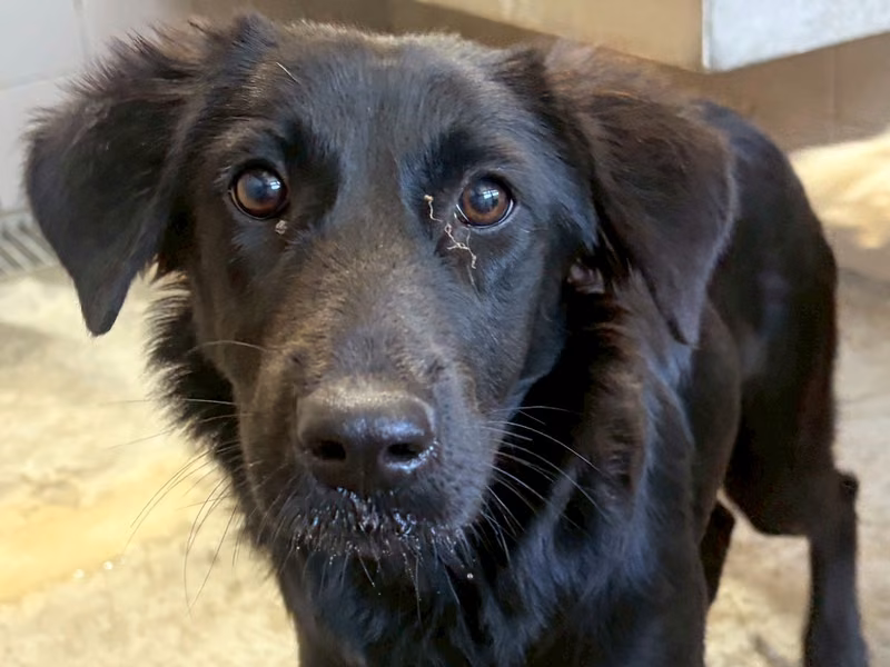 Black adult female mixed-breed dog, Medium, shelter no. …9004