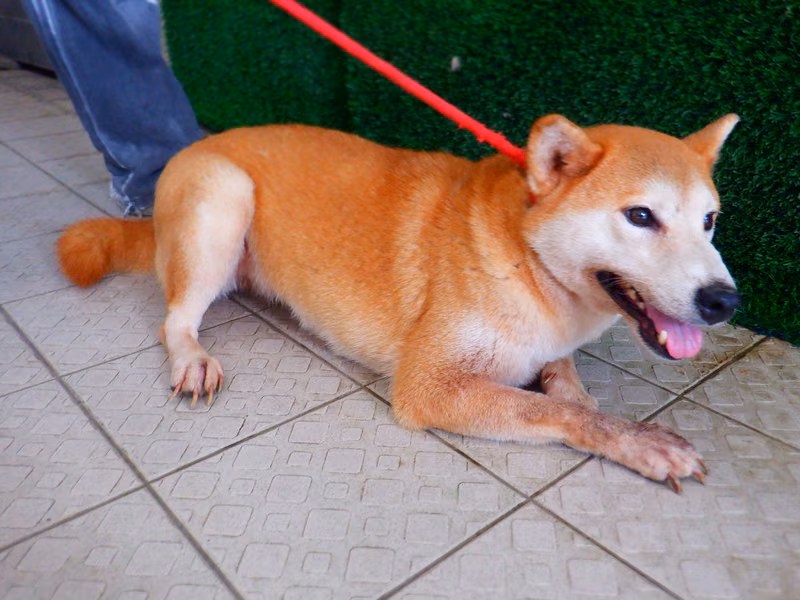 Tan adult female Shiba Inu, Medium, shelter no. …8093