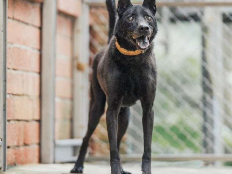 Black adult male mixed-breed dog, Medium, shelter no. …9001