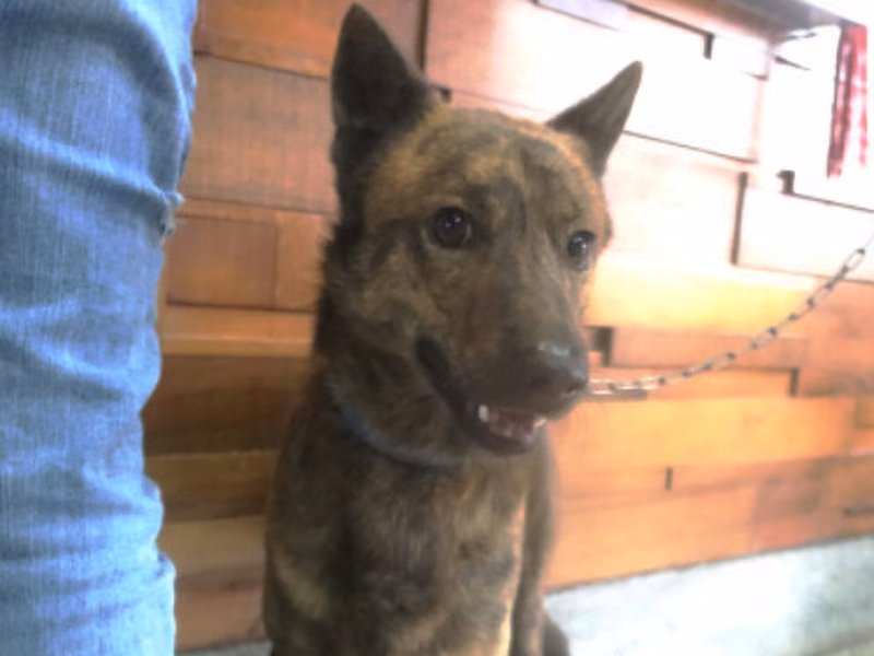 Tabby adult male mixed-breed dog, Large, shelter no. …2123