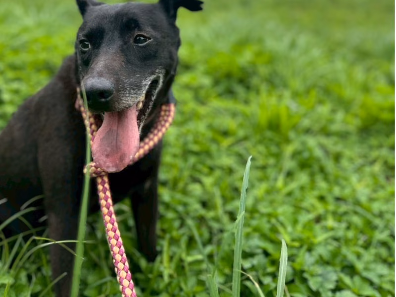 Black adult male mixed-breed dog, Large, shelter no. …1005