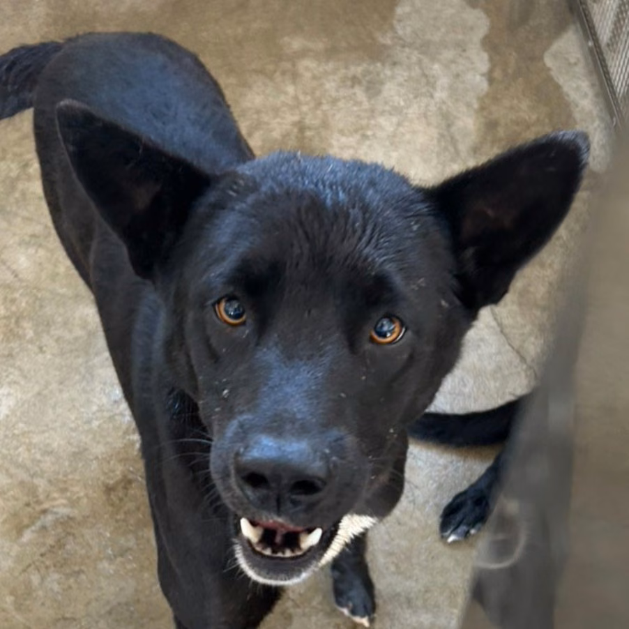 Black adult male mixed-breed dog, Large, shelter no. …9003
