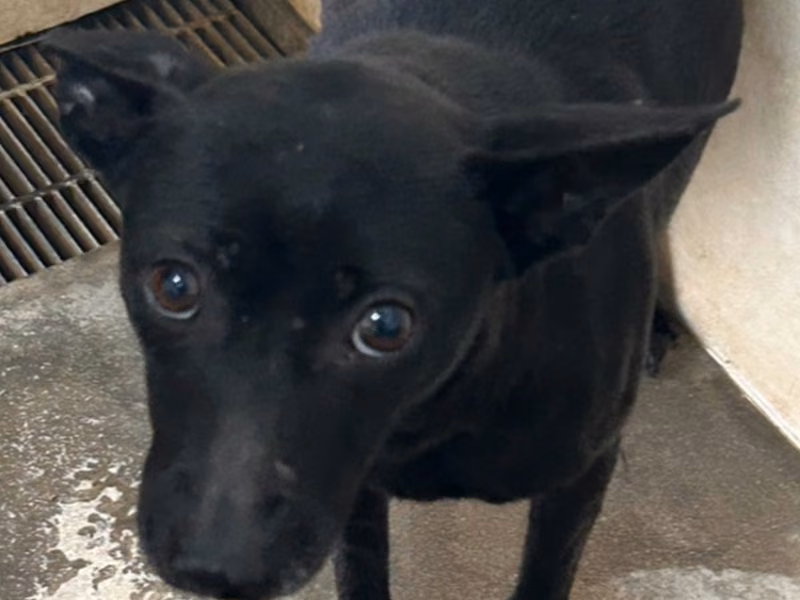 Black adult female mixed-breed dog, Medium, shelter no. …4002