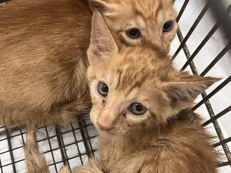 Orange tabby young male mixed-breed cat, Small, shelter no. …6C03