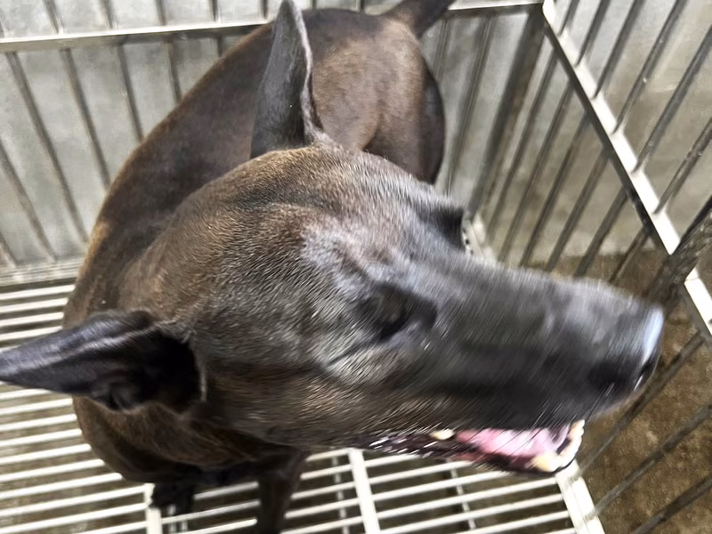 Black adult male mixed-breed dog, Large, shelter no. …8001