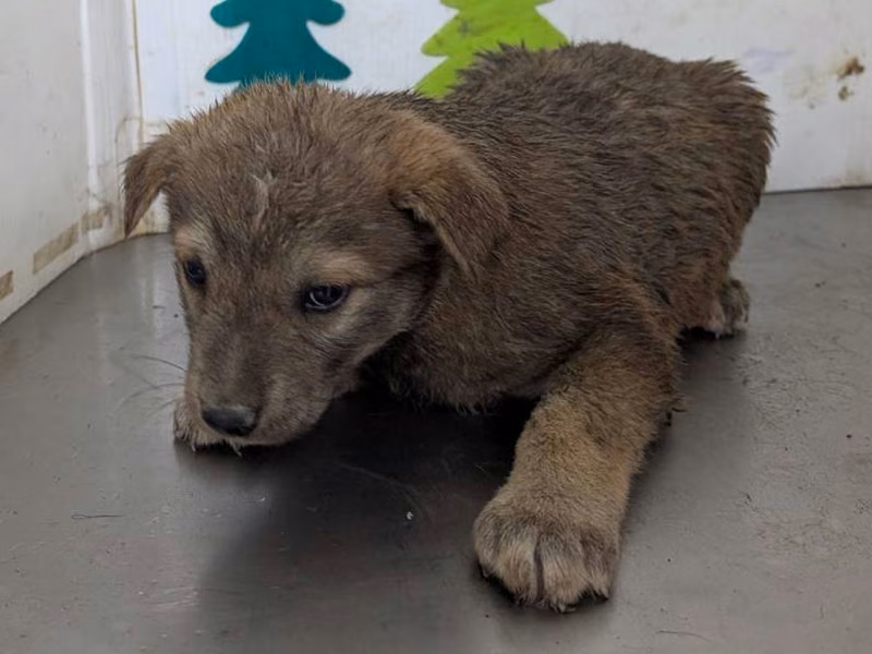 Tan adult male mixed-breed dog, Large, shelter no. …1202
