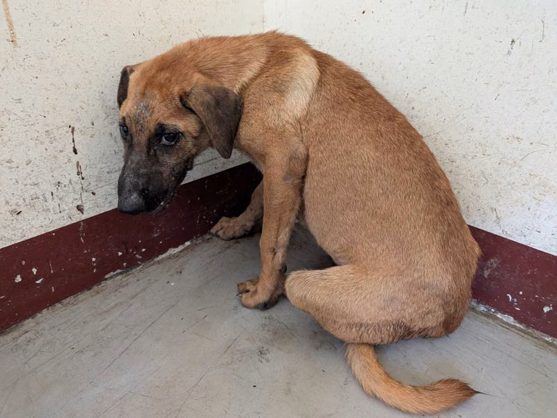 Tan adult female mixed-breed dog, Large, shelter no. …0104
