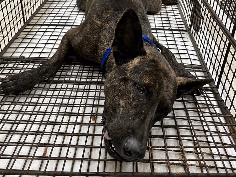 Tabby adult female mixed-breed dog, Medium, shelter no. …4D02
