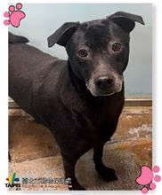 Black adult male mixed-breed dog, Medium, shelter no. …2310