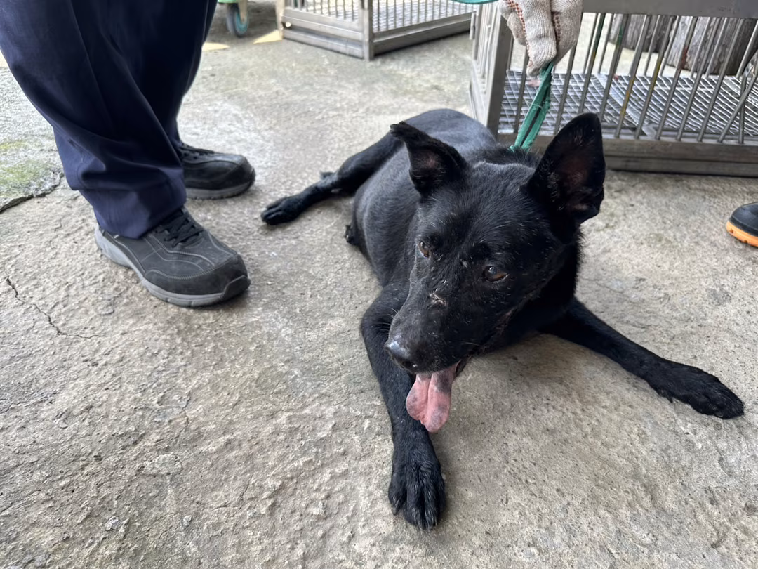 Black adult male mixed-breed dog, Medium, shelter no. …1005