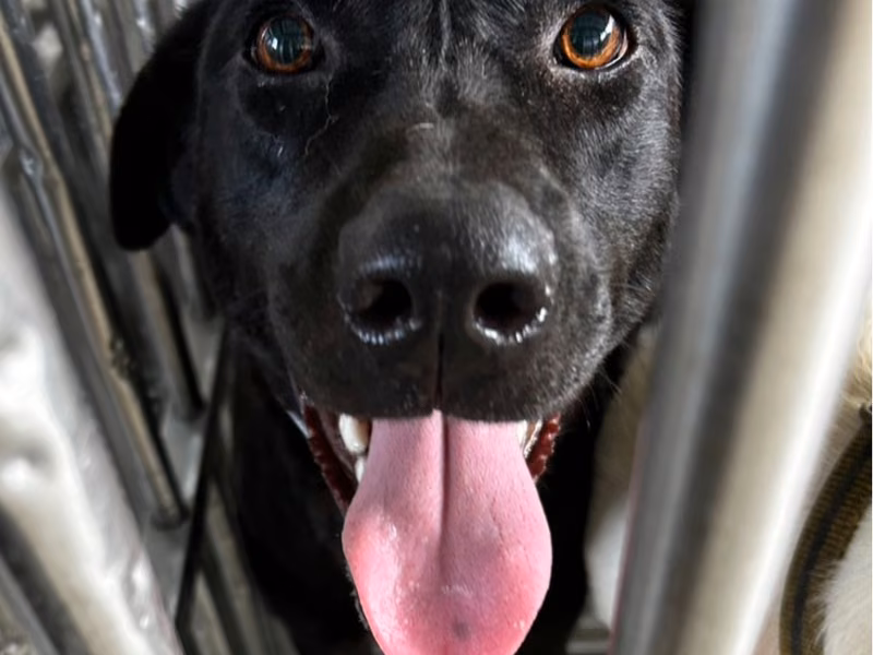 Black adult female mixed-breed dog, Large, shelter no. …1021