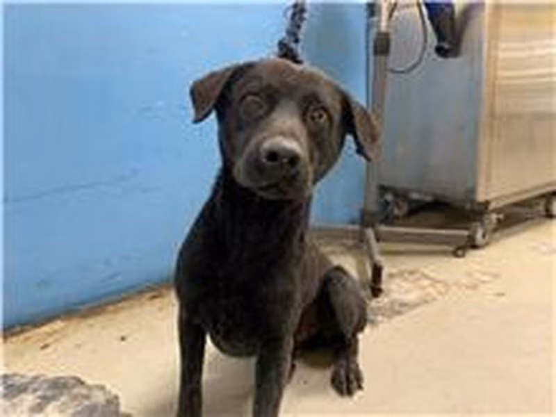 Black adult male mixed-breed dog, Medium, shelter no. …2305