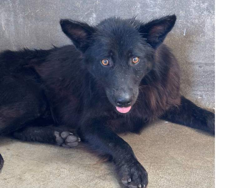 Black adult male mixed-breed dog, Large, shelter no. …8007
