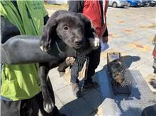 Black male mixed-breed dog, Small, shelter no. …6002