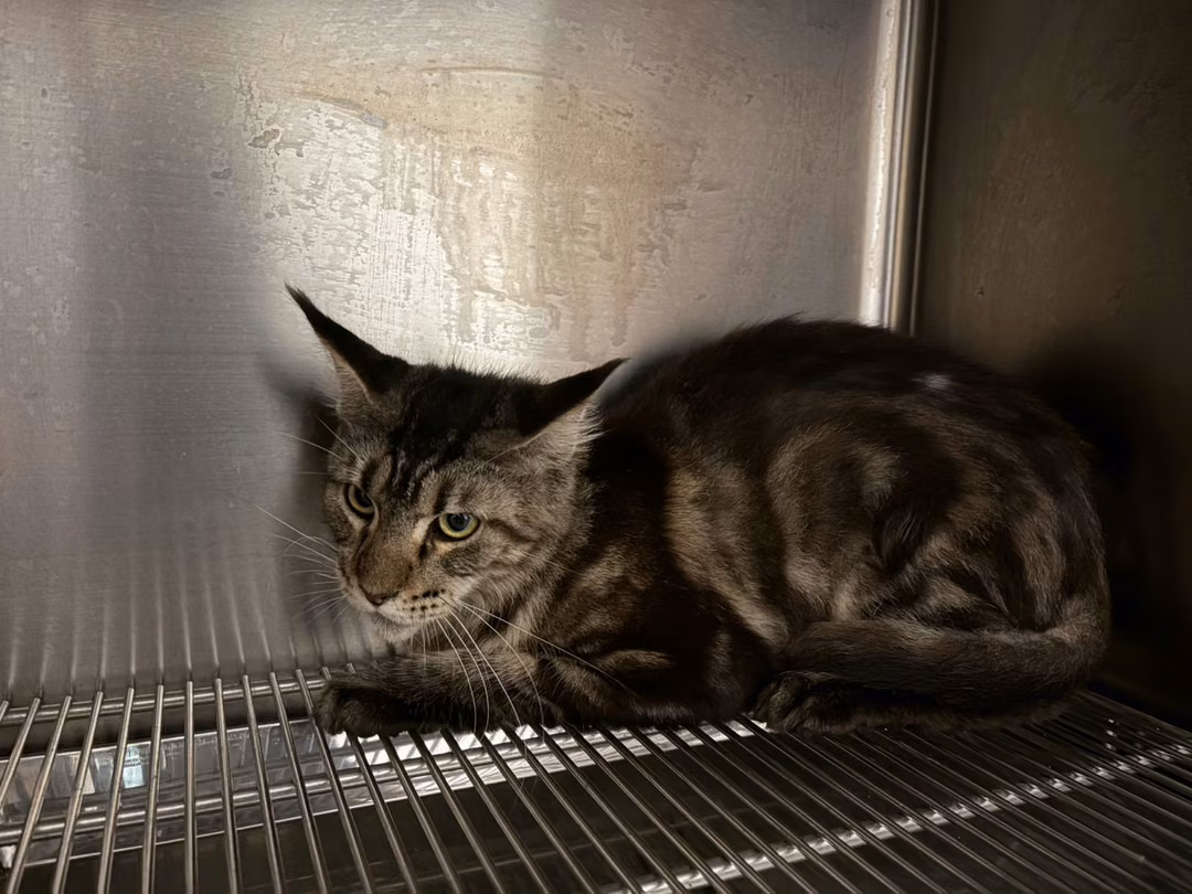 Tabby adult female Maine coon, Medium, shelter no. …9005