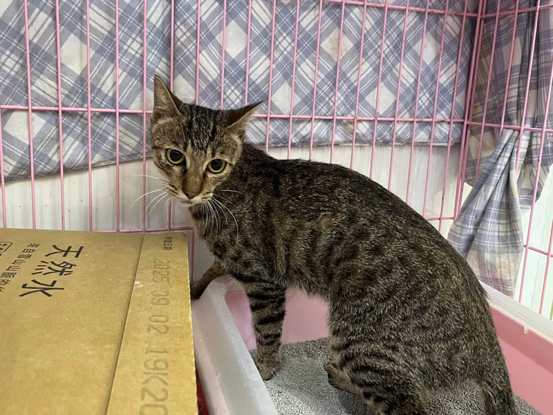 Tabby adult female mixed-breed cat, Medium, shelter no. …1602