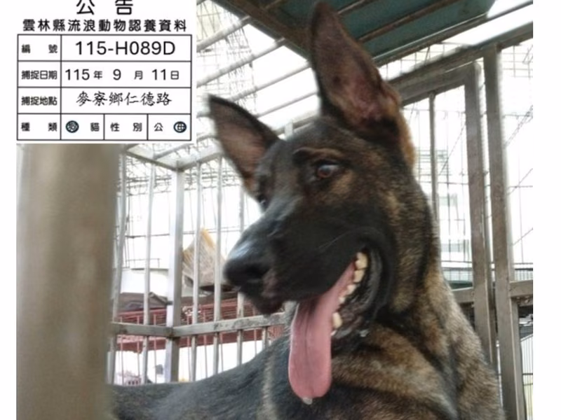 Black-and-tan adult female mixed-breed dog, Large, shelter no. …089D