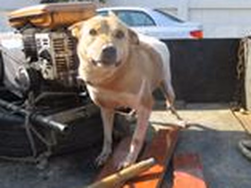 Tan adult male mixed-breed dog, Medium, shelter no. …6039