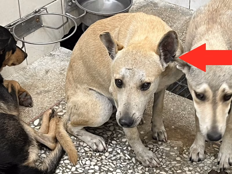 Tan adult female mixed-breed dog, Large, shelter no. …2A25