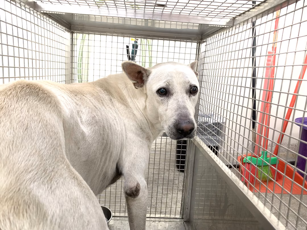 White adult male mixed-breed dog, Medium, shelter no. …1302