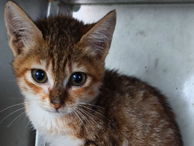 Adult female mixed-breed cat, Medium, shelter no. …5002