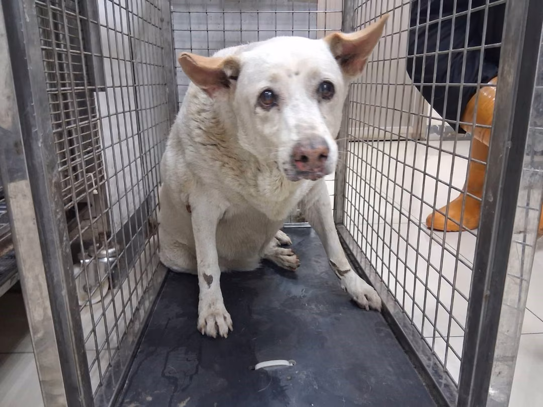 White adult female mixed-breed dog, Large, shelter no. …05R1