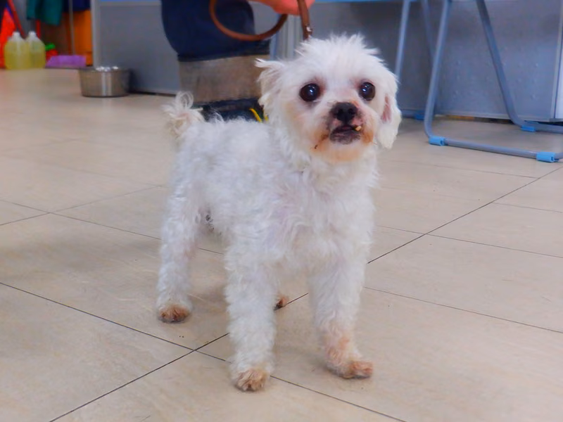 White adult male mixed-breed dog, Small, shelter no. …4678