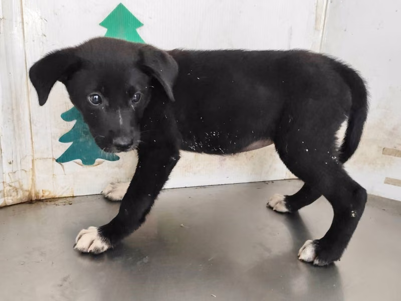 Black young female mixed-breed dog, Medium, shelter no. …0803