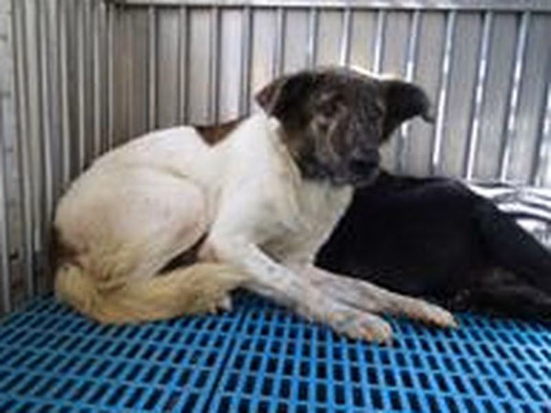 Tabby-and-white adult female mixed-breed dog, Medium, shelter no. …2157