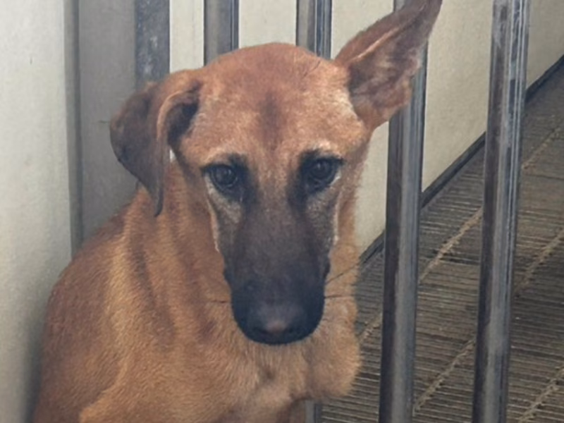 Young male mixed-breed dog, Medium, shelter no. …1014