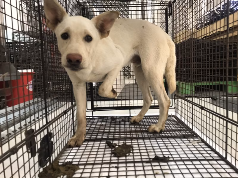 White young male mixed-breed dog, Medium, shelter no. …9D01