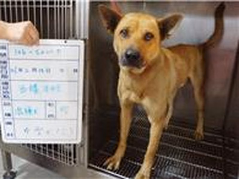 Brown male mixed-breed dog, Large, shelter no. …020D