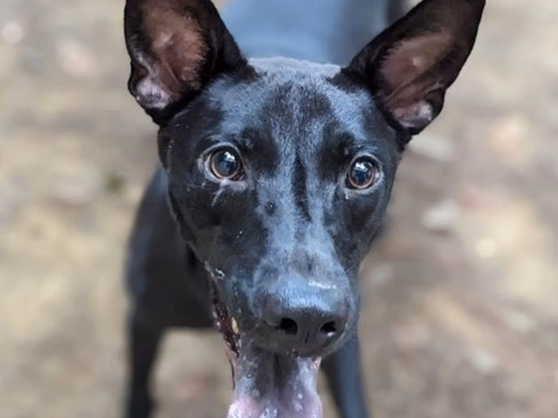 Black young male mixed-breed dog, Small, shelter no. …5003