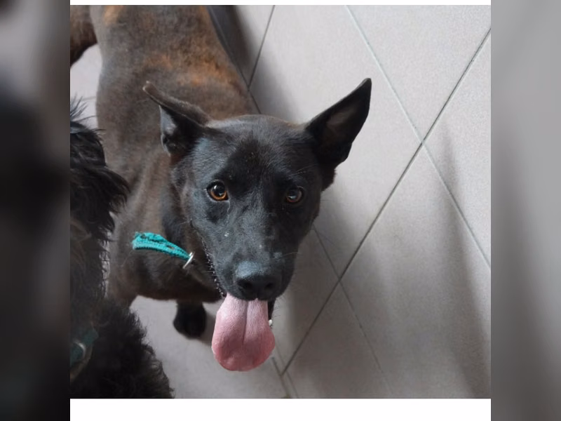 Black adult female mixed-breed dog, Medium, shelter no. …2-04
