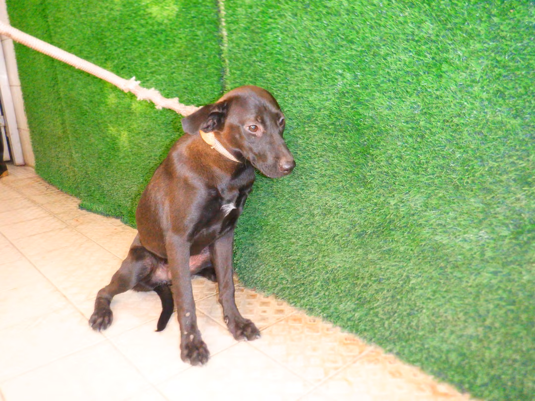 Black adult female mixed-breed dog, Medium, shelter no. …9733