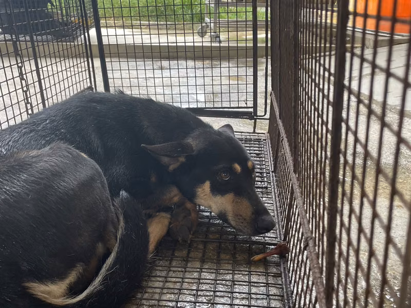 Black-and-tan adult female mixed-breed dog, Large, shelter no. …0047