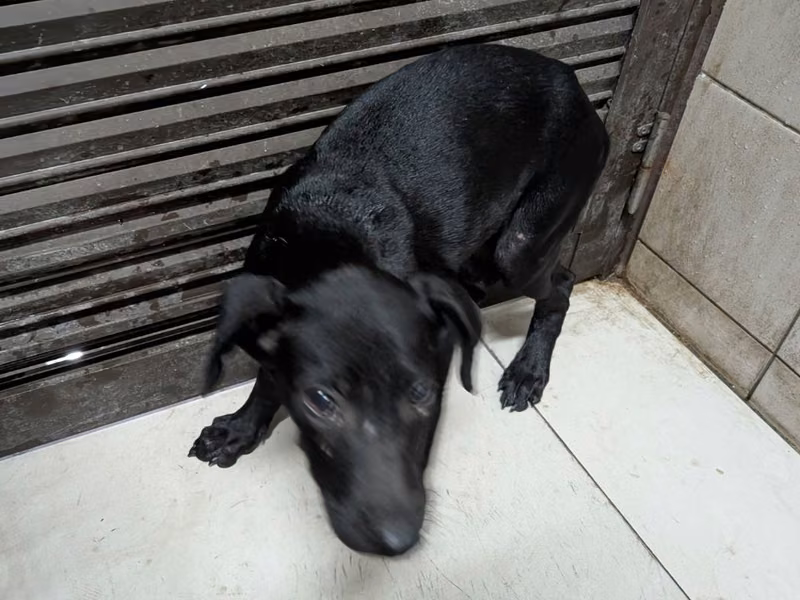 Black young male mixed-breed dog, Medium, shelter no. …0805