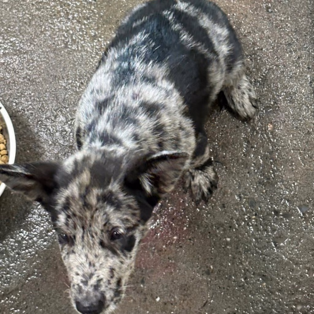 Black-and-white adult male mixed-breed dog, Medium, shelter no. …3012