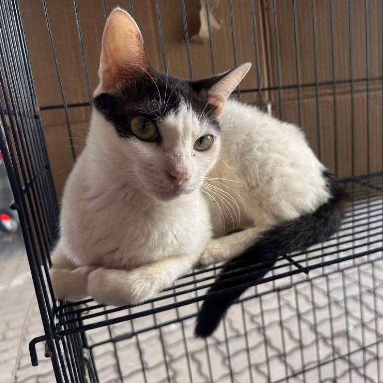 Gato mestizo macho adulto (manchado), Mediano, refugio n.º …1041