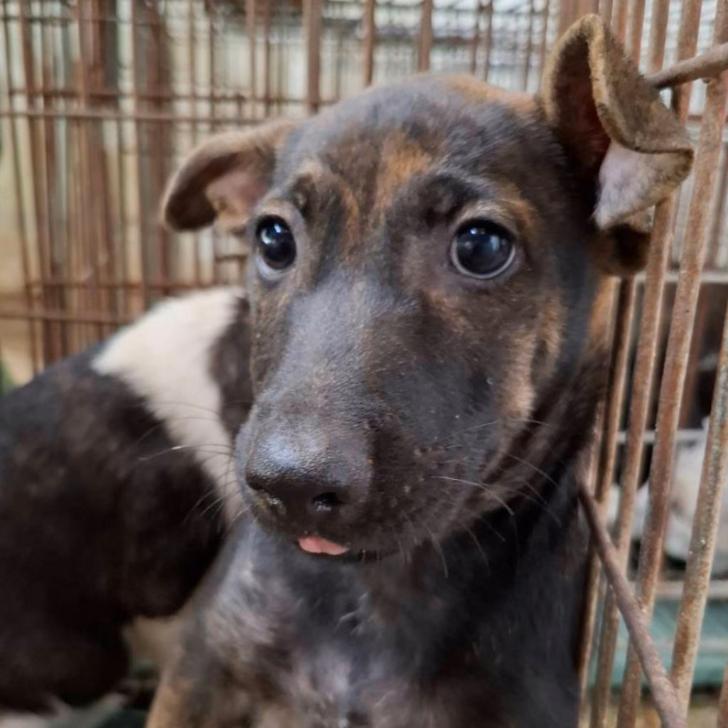 Black-and-tan young male mixed-breed dog, Small, shelter no. …1-08