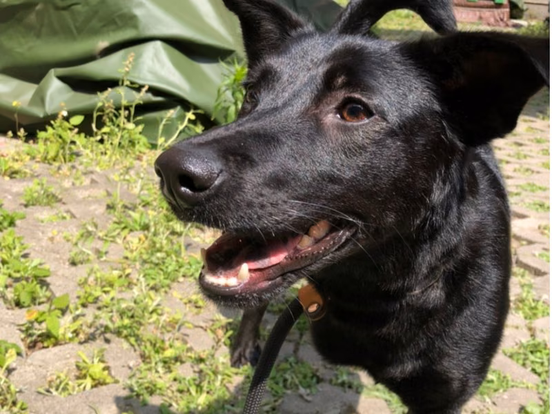 Black adult female mixed-breed dog, Medium, shelter no. …8004
